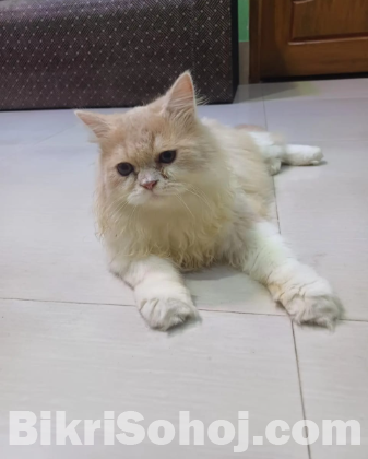 Persian Cat